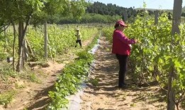 平阴话吃瓜歌,方言魅力演绎夏日趣味