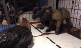 网传狗子吃瓜视频,狗狗意外成“吃瓜群众”