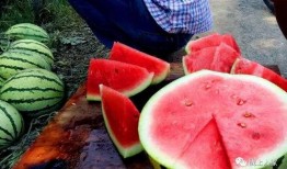 陇西吃瓜,吃瓜也能吃出文化味