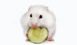 给小仓鼠吃瓜,小仓鼠的夏日瓜果盛宴