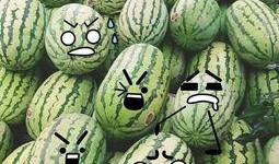 象甲吃瓜群众,吃瓜群众眼中的赛场风云录