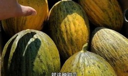 吃老瓜的人,岁月沉淀的智慧与感悟