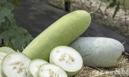 瓜菜代吃四两,战时生活下的饮食智慧