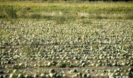 劈瓜怎么吃,探索创意吃瓜之道