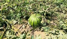 北邵上吃瓜,揭秘吃瓜群众的狂欢盛宴