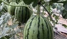 网红吃瓜平台,娱乐圈幕后真相大曝光