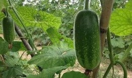 吃毛毛瓜,探寻独特风味与营养奥秘