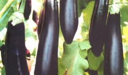 茄瓜如何吃,探索美味与营养的完美结合