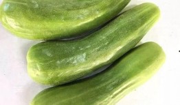 吃老瓜的人,岁月沉淀的智慧与感悟