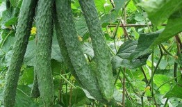 村长吃梨瓜,一场别开生面的乡村盛宴