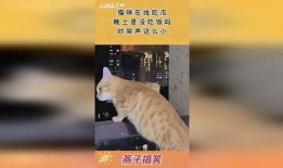 猫咪吵架吃瓜观众,猫咪吵架，吃瓜观众围观成趣