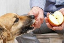 狗狗集体吃瓜趣事