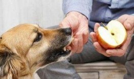 狗狗集体吃瓜趣事
