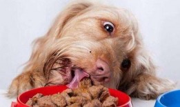 狗狗集体吃瓜趣事