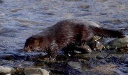 杀貂吃瓜,一场别开生面的杀貂食瓜盛宴