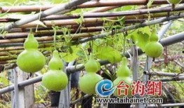 葫芦瓜叶怎么吃,营养美味尽在掌握