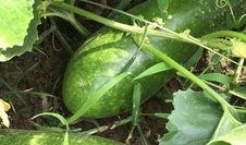 安静吃瓜图,品味生活瞬间