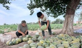 小蓝天天吃瓜,每日一瓜，趣味盎然