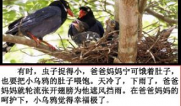 鸦鸦吃瓜,揭秘娱乐圈的幕后故事