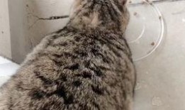 星野狸吃瓜,星野狸的瓜田奇遇记