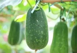 大暑吃瓜视频模板,跟着视频模板一起吃瓜解暑