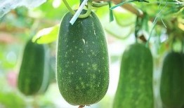 四星吃瓜,揭秘娱乐圈幕后风云