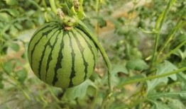 吃生红瓜,探寻生红瓜的独特风味与营养价值