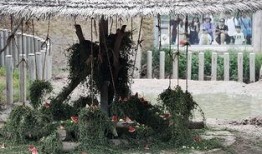 吃瓜的犀牛,揭秘动物界的“美食侦探”