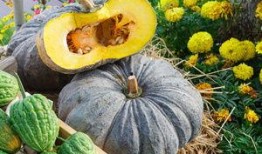 吃面瓜可以吃头孢吗,安全用药的饮食禁忌