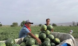 农村天天吃瓜,天天共享田园生活