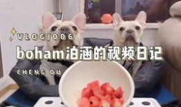 法斗哈密瓜可以吃吗,宠物与美食的和谐共融