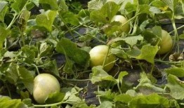 50吃瓜网,网络舆论场的新势力崛起