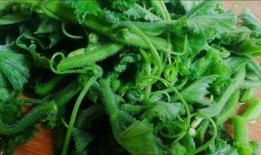 吃瓜叶子的害虫,守护绿色家园的秘密武器